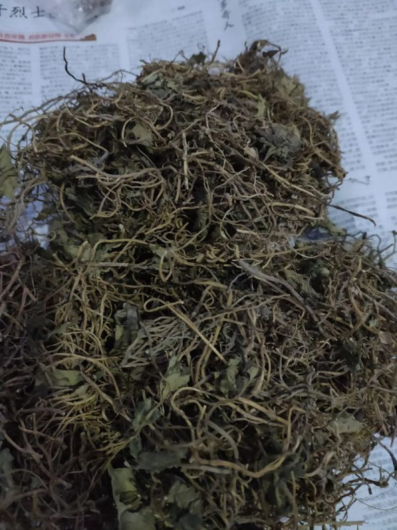 南细辛、杜衡、马蹄香精品药材基地，全国可供应