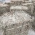 仙鹤草、仙鹤草机压件，现货供应，数量有限可联系