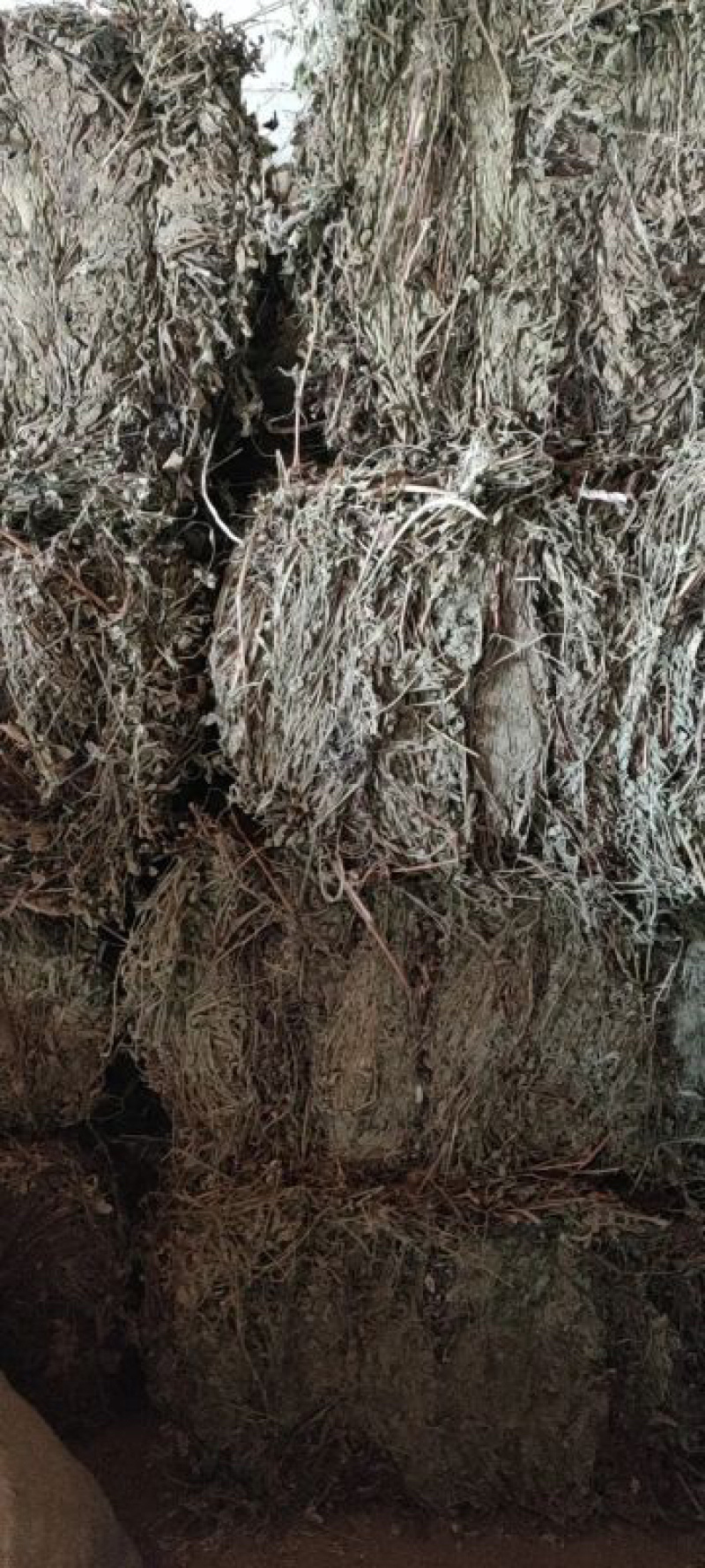 仙鹤草、仙鹤草机压件，现货供应，数量有限可联系