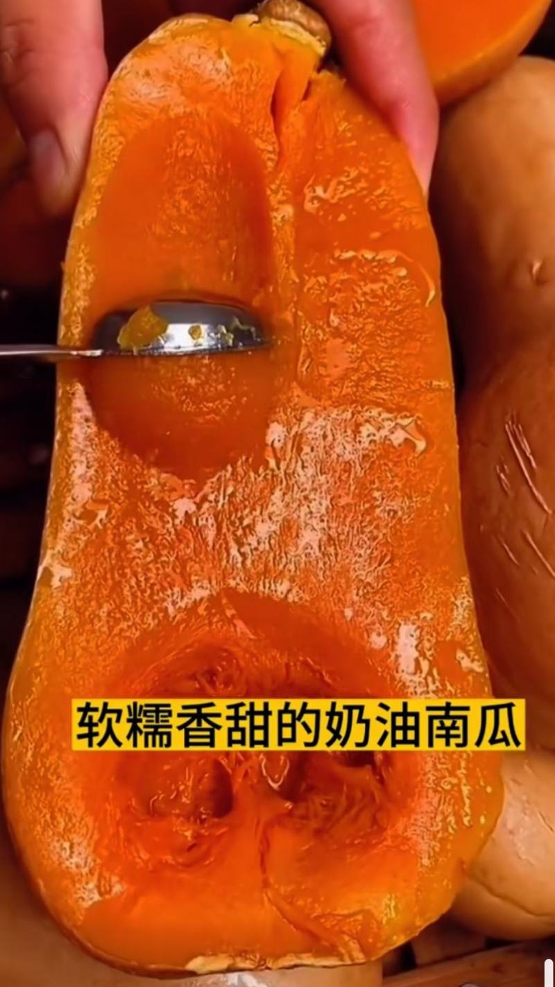 阿根廷奶油南瓜种子早熟高产奶油味香甜粉糯南瓜种子阳台蔬菜