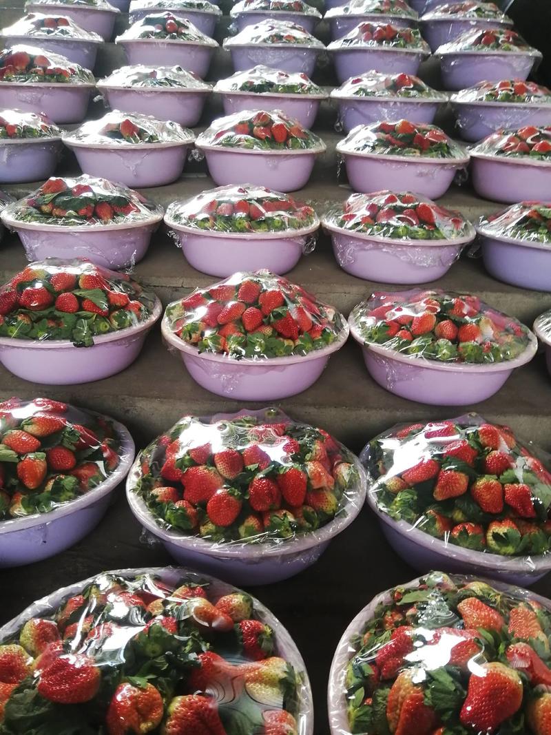 大凉山冬草莓冻库果草莓本人专业代办，代收代发支持落地配。