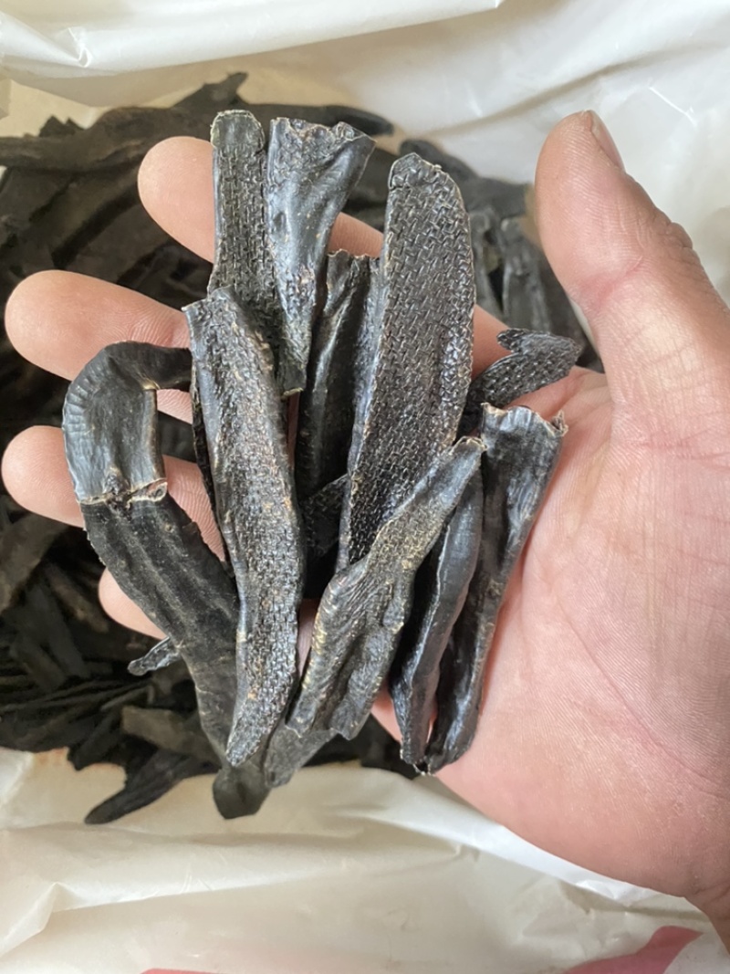中药材野生水蛭菲牛水蛭照片实拍高含量性价比高