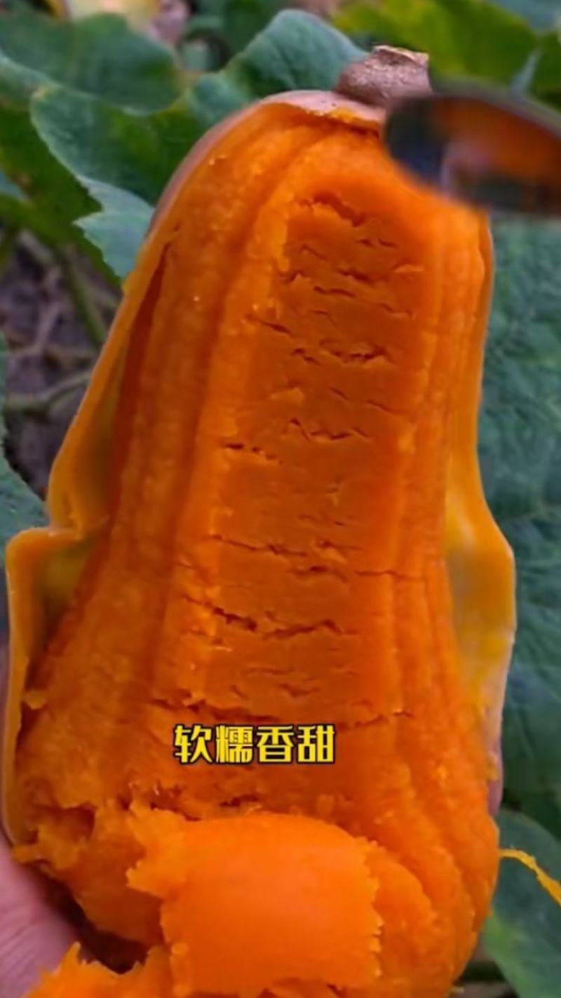 阿根廷奶油南瓜种子早熟高产奶油味香甜粉糯南瓜种子阳台蔬菜