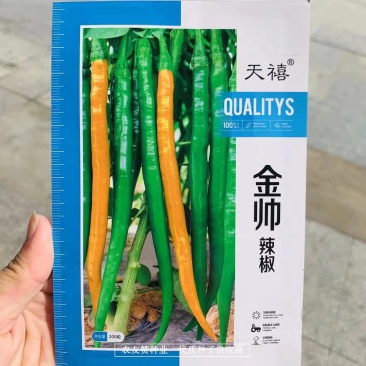 基地用黄色线椒种子顺直油亮辣味浓郁有香味黄辣椒种子
