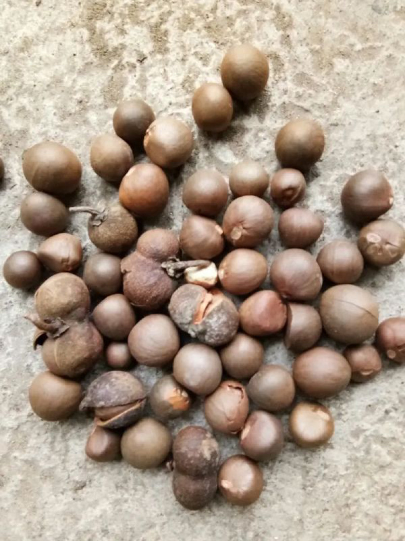 茶叶籽，优质品种茶叶种子95%以上，出油率高