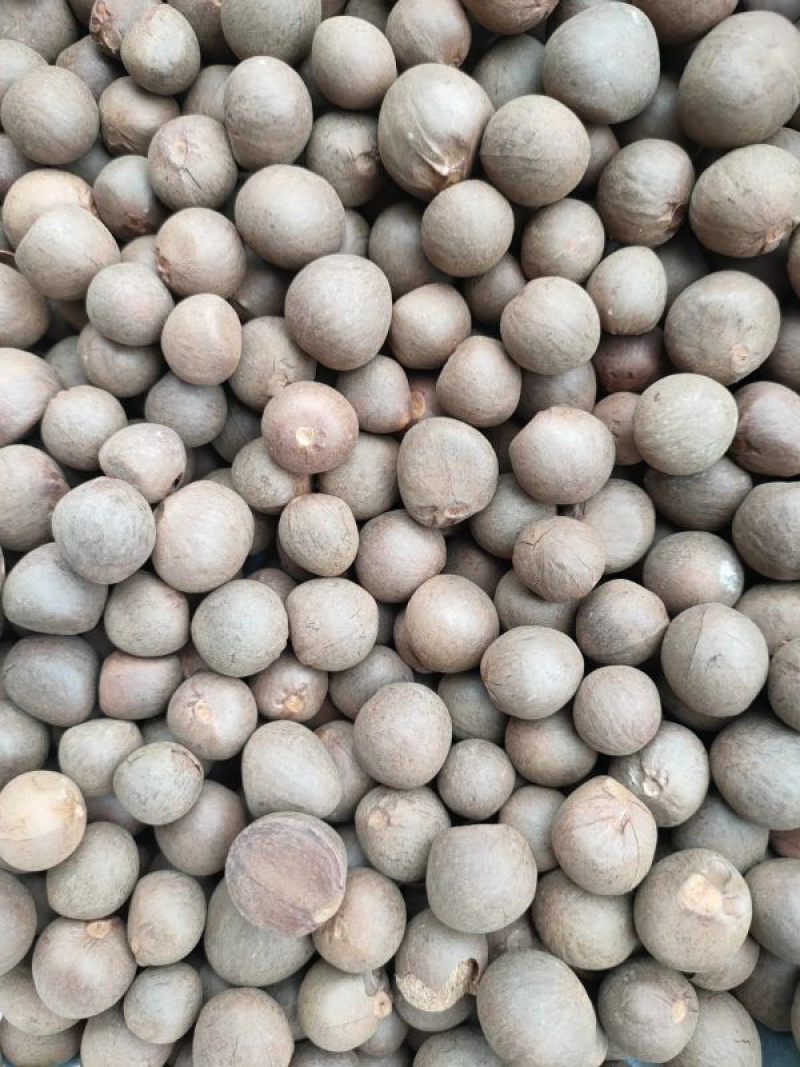 茶叶籽，优质品种茶叶种子95%以上，出油率高