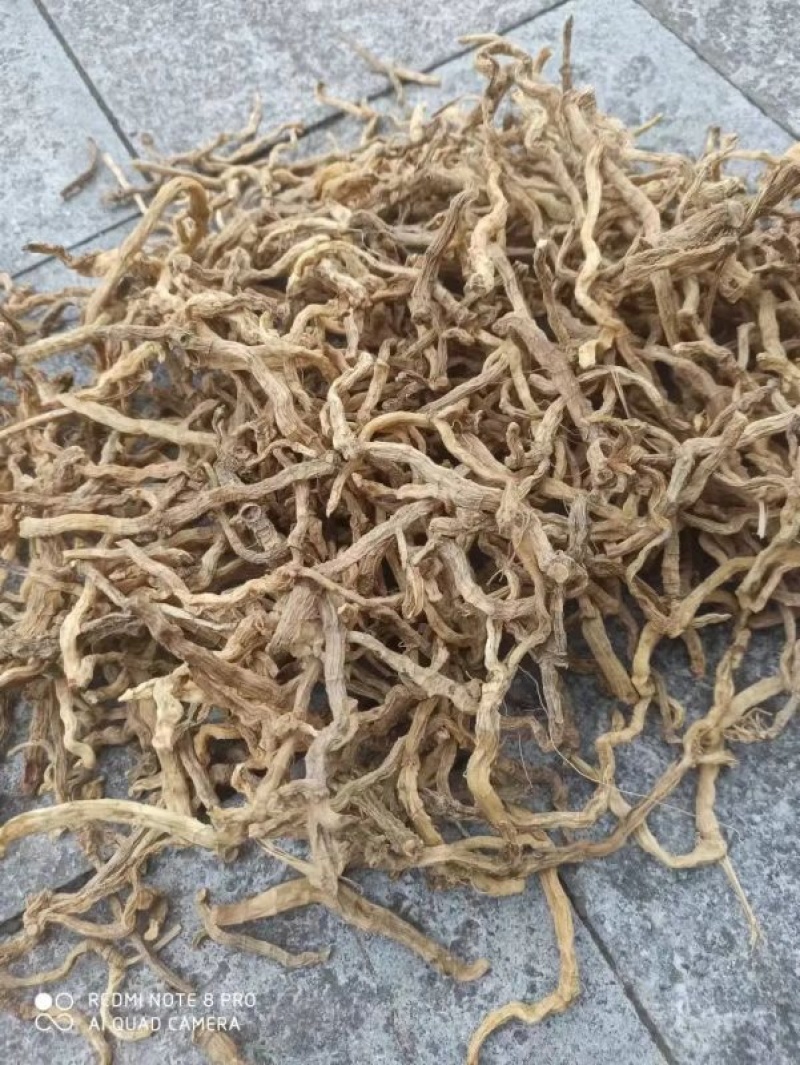 现货玉竹，优质野生玉竹，无杂玉竹大量供应