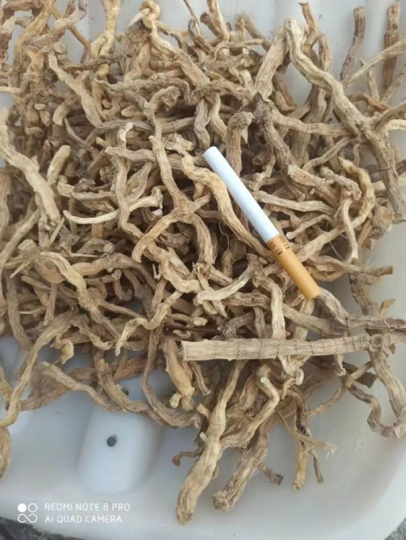 现货玉竹，优质野生玉竹，无杂玉竹大量供应