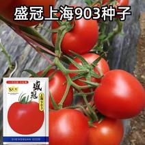 盛冠上海903西红柿种子番茄种子农家庭院阳台种植蔬菜种子