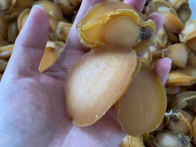 鲍鱼干