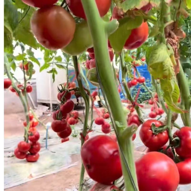 盛冠上海903西红柿种子番茄种子农家庭院阳台种植蔬菜种子