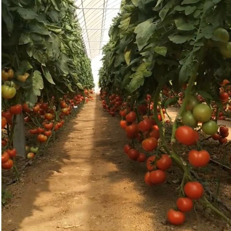 盛冠上海903西红柿种子番茄种子农家庭院阳台种植蔬菜种子