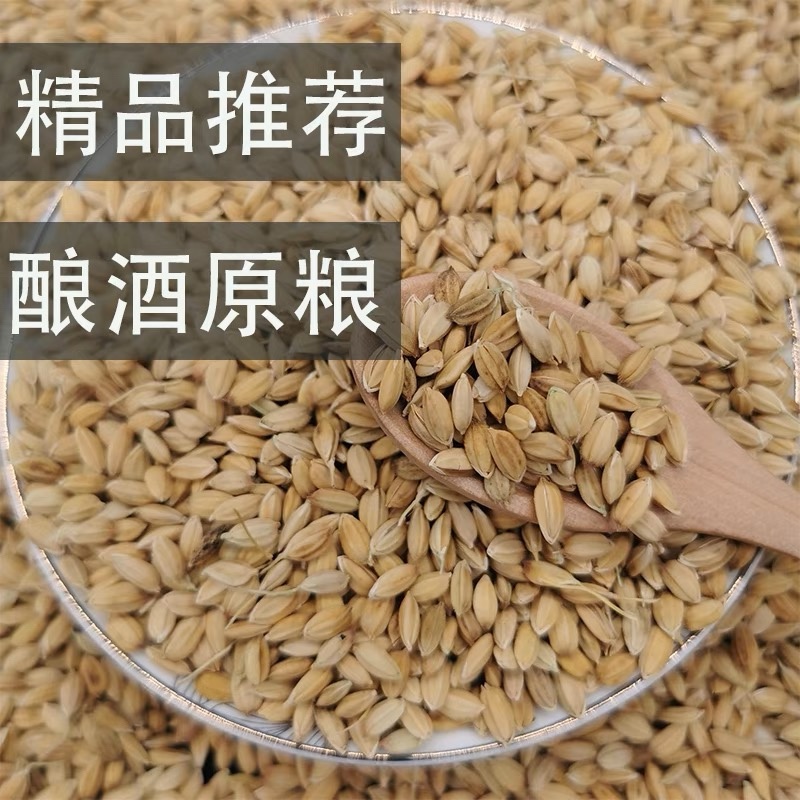 供应糯谷，优质糯米稻谷，全国批发大量现货