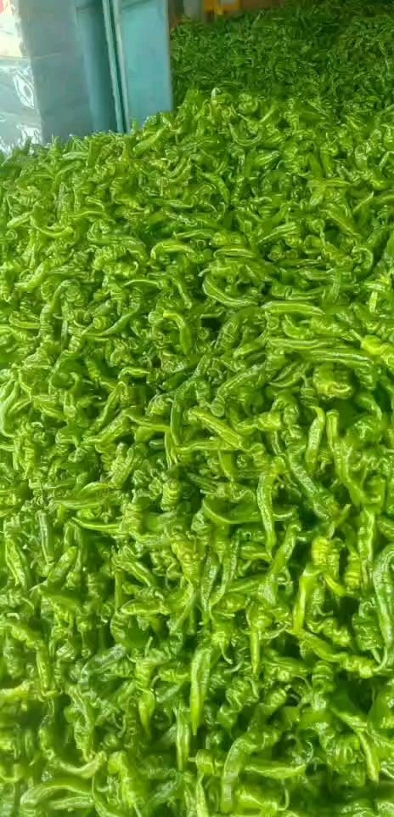 海南辣椒基地直发实力代办，欢迎电商和批发商致电联系小谢