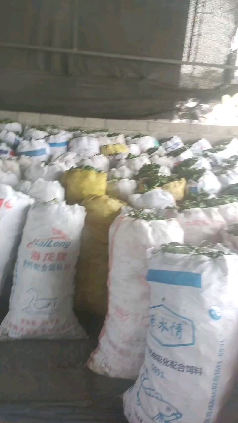 海南辣椒基地直发实力代办，欢迎电商和批发商致电联系小谢