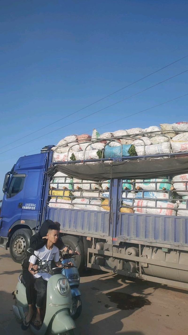 海南辣椒基地直发实力代办，欢迎电商和批发商致电联系小谢