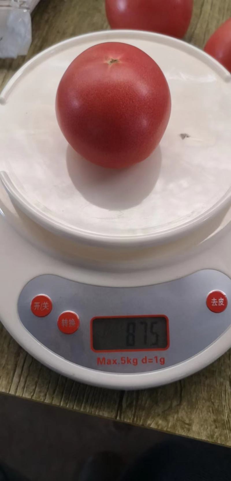 硬粉西红柿元谋县西红柿大果、中果、小果保质保量