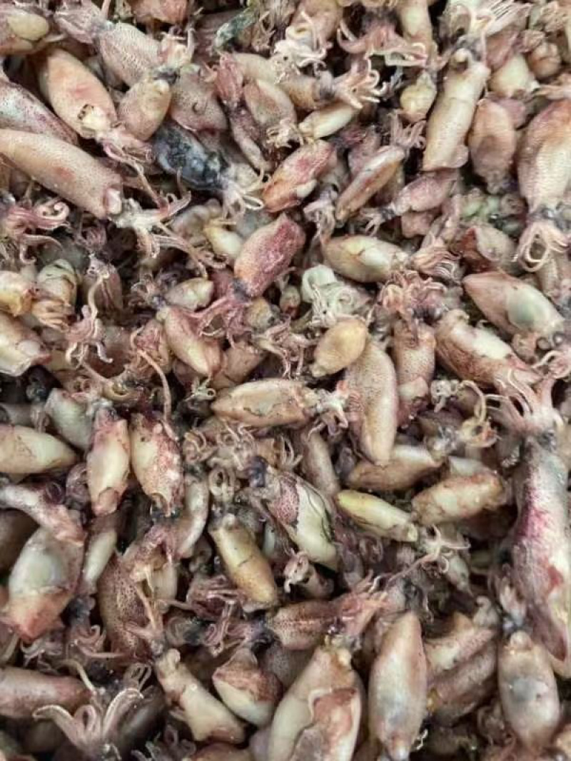 东山岛小管仔干鱿鱼干海兔干货鱿鱼仔籽乌贼墨鱼仔即食尤