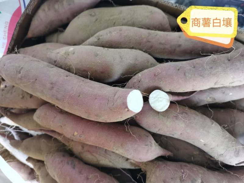 红薯种子，红薯苗，品种多，可以预订，