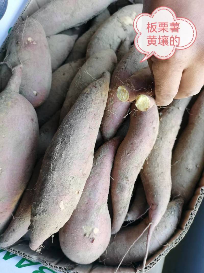 红薯种子，红薯苗，品种多，可以预订，