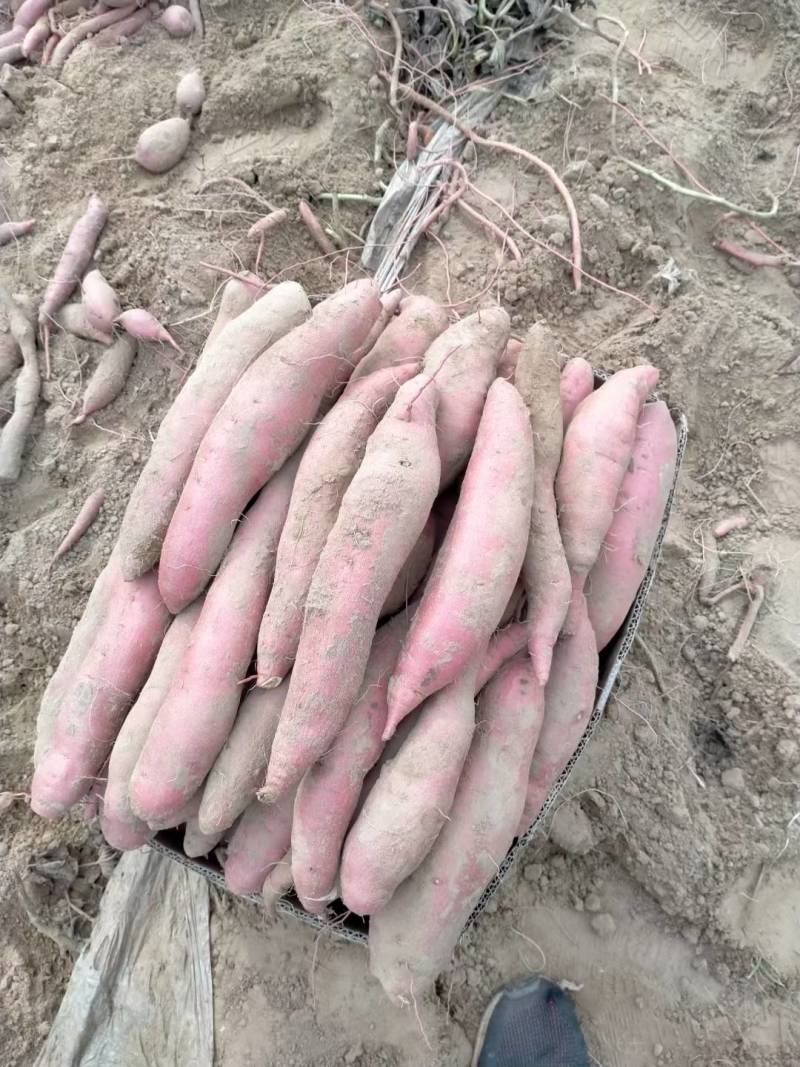 红薯种子，红薯苗，品种多，可以预订，