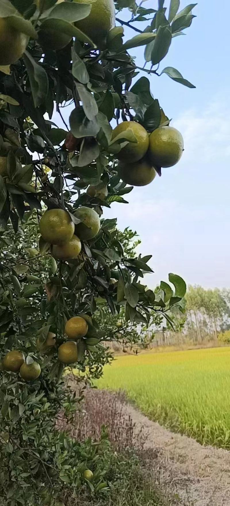 广西正宗皇帝柑一手货源纯甜多汁产地直供量大从优