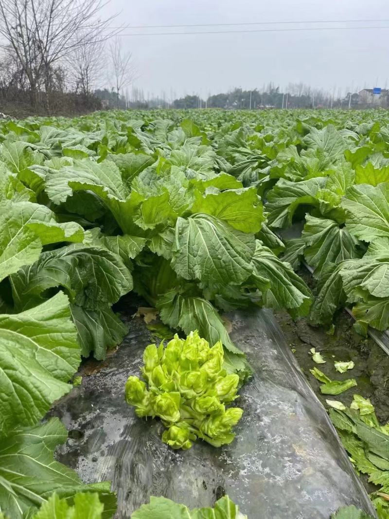 精品特早儿菜，你有量，我有价，全国发货，儿菜