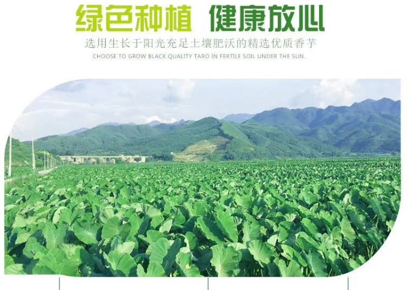 荔浦芋头粉江永香芋粉
