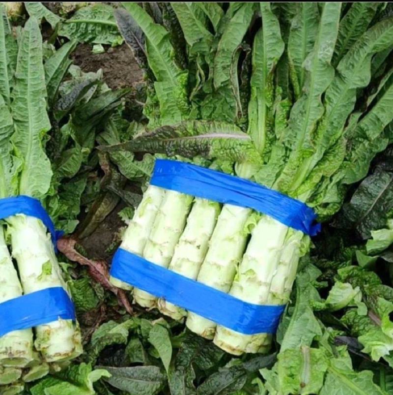 山东红叶香莴苣精品莴笋青皮绿肉鲜嫩基地直供代发全国