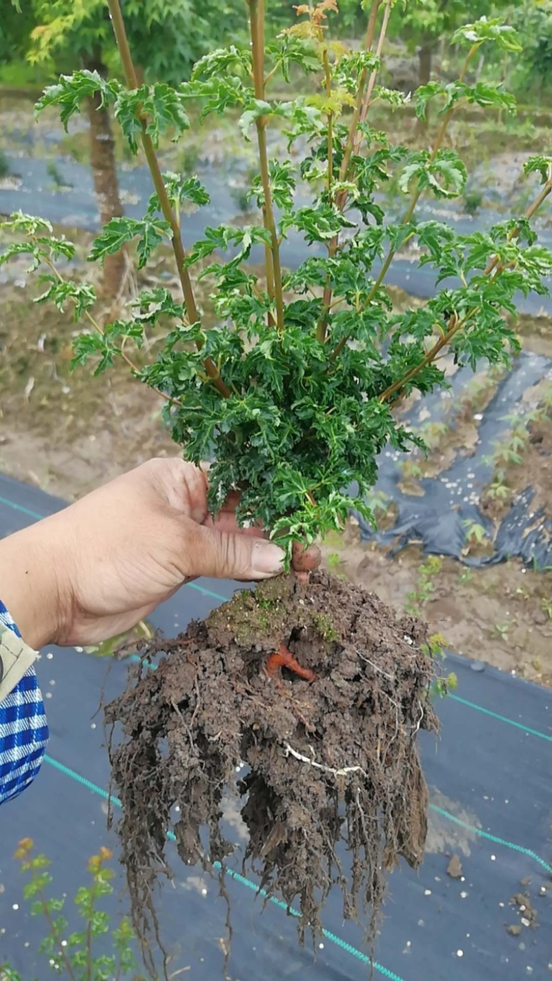 狮子头小苗上盆景枫树小苗