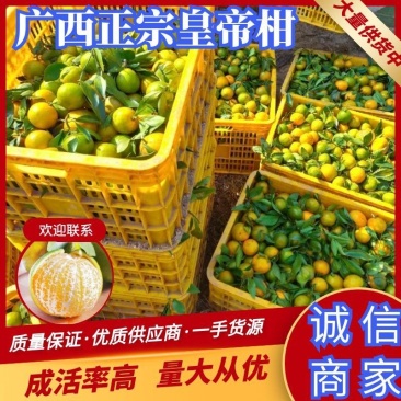 广西正宗皇帝柑一手货源纯甜多汁产地直供量大从优
