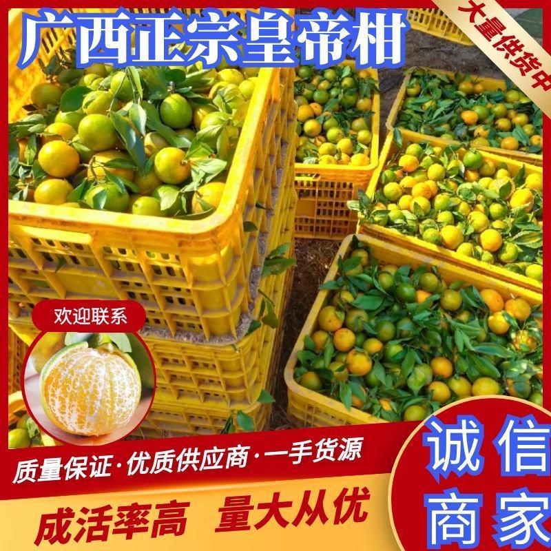 广西正宗皇帝柑一手货源纯甜多汁产地直供量大从优
