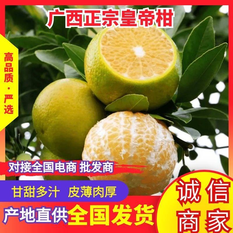 广西柑桔精品皇帝柑大量上市一手货源价格亲民承接电商