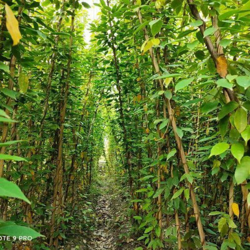 云南昆明宜良县油麻藤基地直发一手货源批发品质保证价格美丽