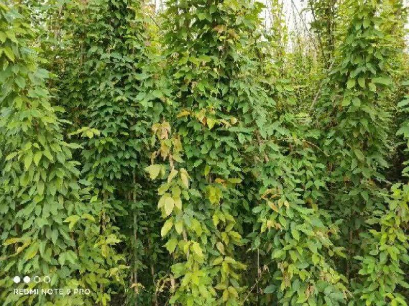 云南昆明宜良县油麻藤基地直发一手货源批发品质保证价格美丽