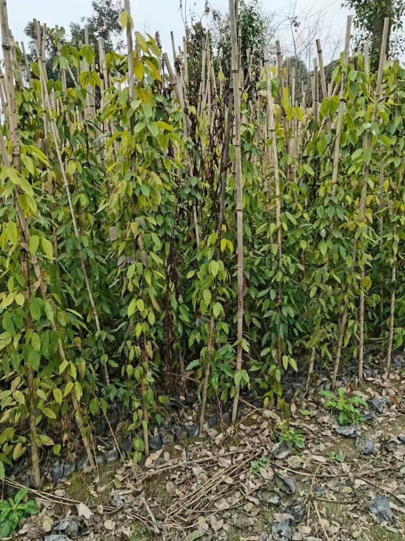 云南昆明宜良县油麻藤基地直发一手货源批发品质保证价格美丽