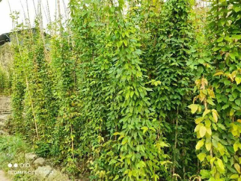 云南昆明宜良县油麻藤基地直发一手货源批发品质保证价格美丽