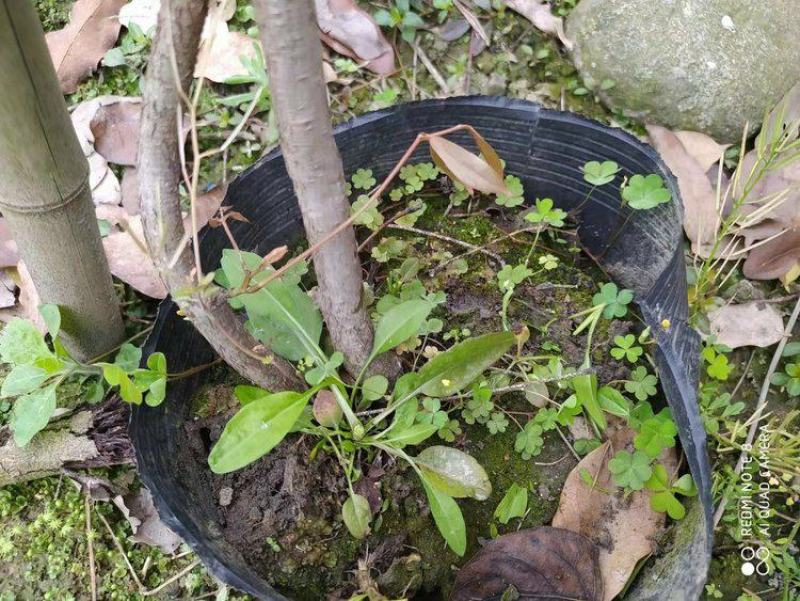 云南昆明宜良县油麻藤基地直发一手货源批发品质保证价格美丽