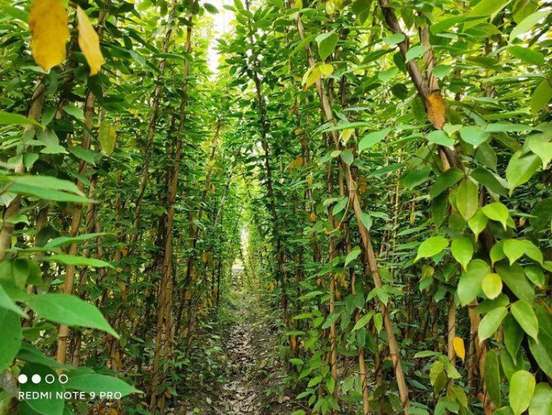云南昆明宜良县油麻藤基地直发一手货源批发品质保证价格美丽