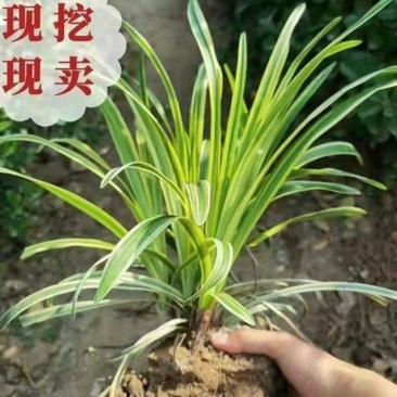 云南昆明家用盆养吊兰基地直发一手货源批发品质保证价格美丽