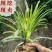 云南昆明家用盆养吊兰基地直发一手货源批发品质保证价格美丽