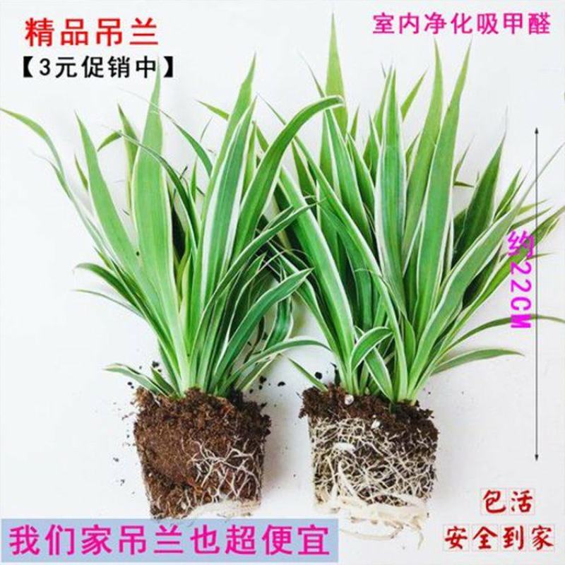 云南昆明家用盆养吊兰基地直发一手货源批发品质保证价格美丽