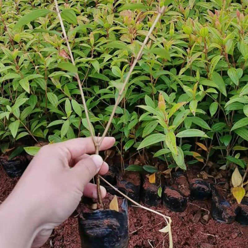 云南昆明巴西野牡丹紫色牡丹耐寒耐阴花期长基地直发