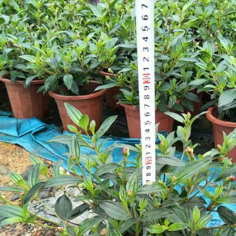 云南昆明巴西野牡丹紫色牡丹耐寒耐阴花期长基地直发