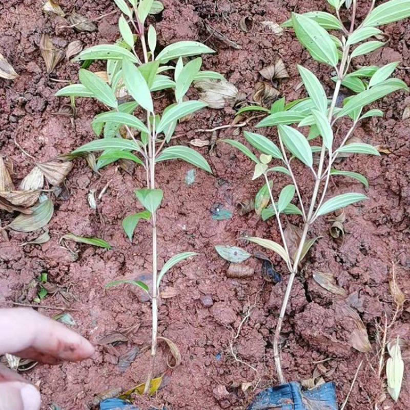 云南昆明巴西野牡丹紫色牡丹耐寒耐阴花期长基地直发