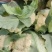 【推荐】河南精品松花菜大量上市基地直供全国代发