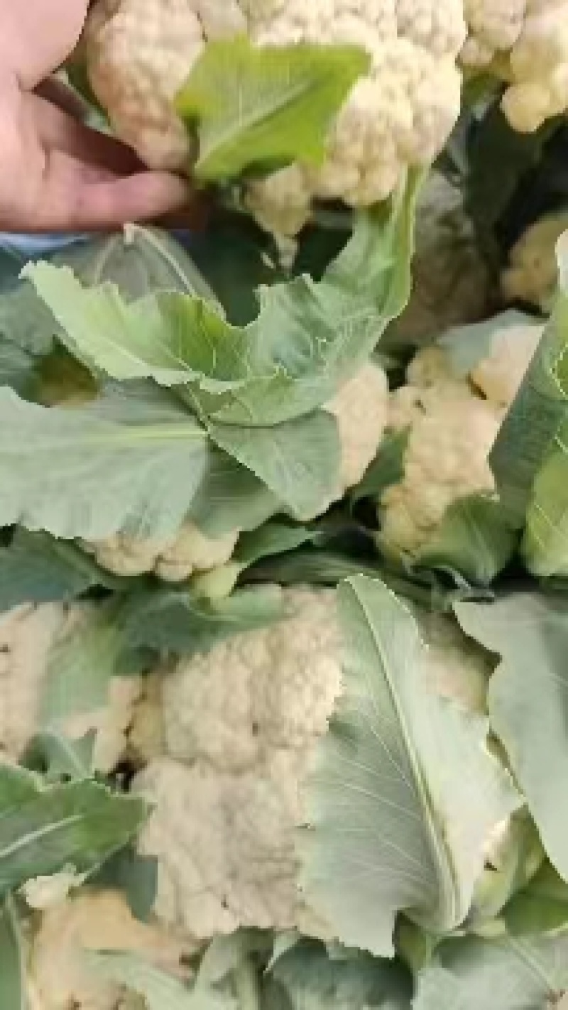 【推荐】河南精品松花菜大量上市基地直供全国代发