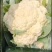 【推荐】河南精品松花菜大量上市基地直供全国代发
