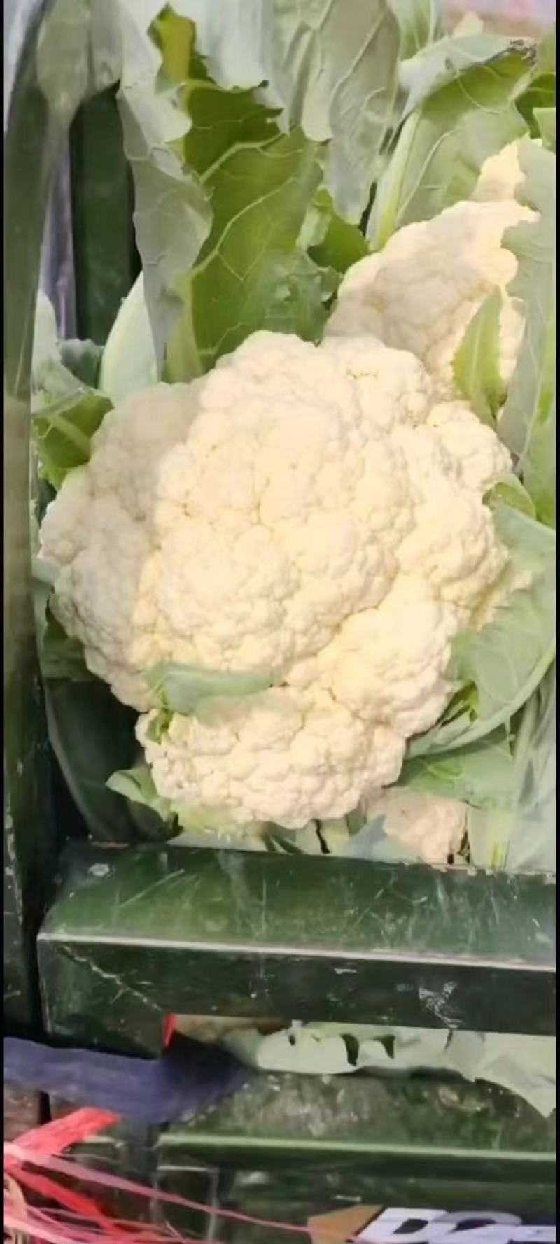 【推荐】河南精品松花菜大量上市基地直供全国代发