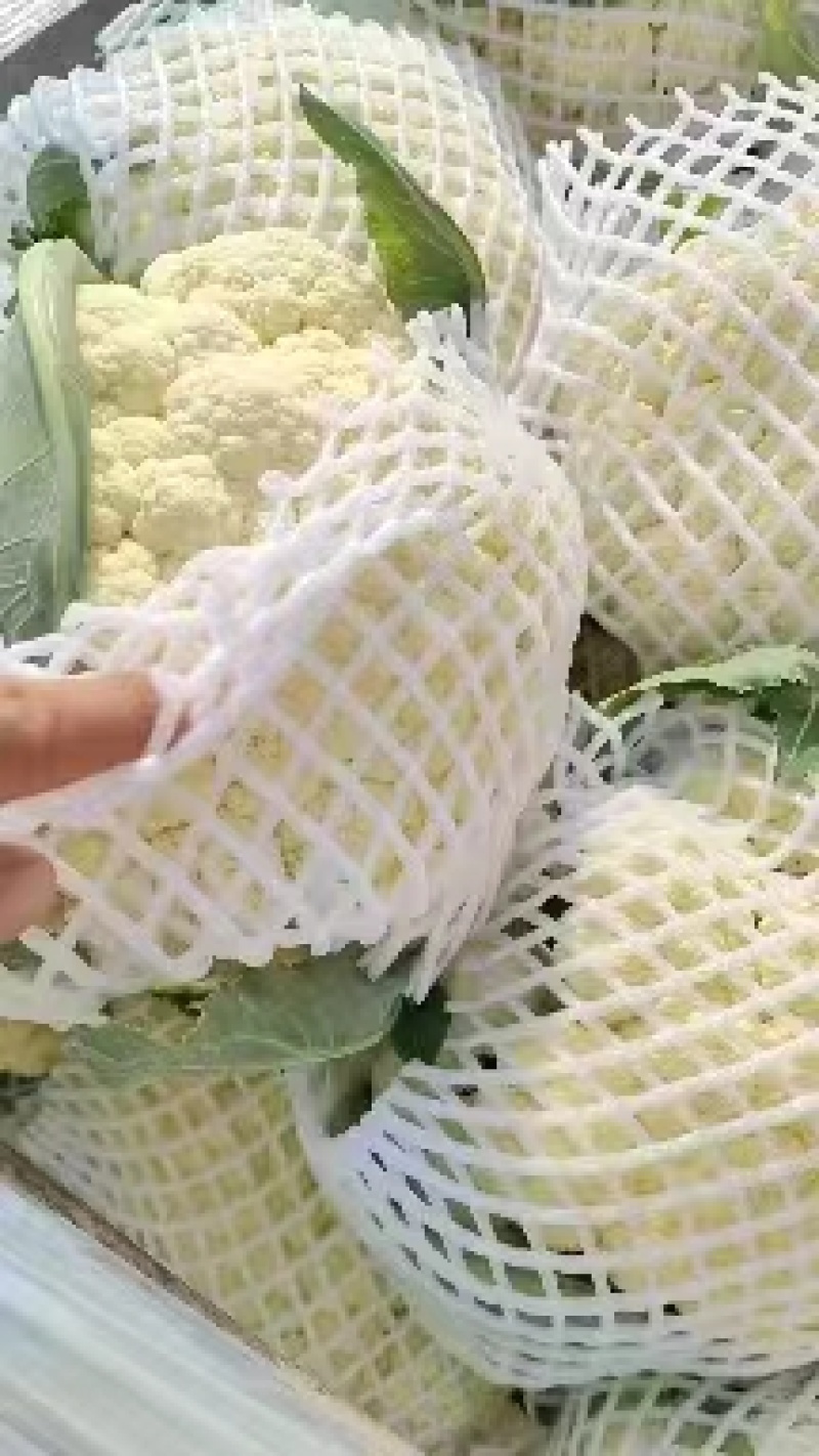 【推荐】河南精品松花菜大量上市基地直供全国代发